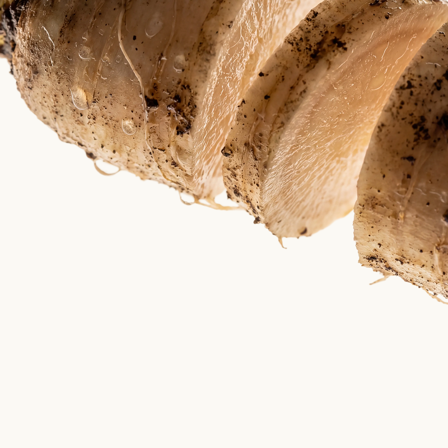 Prebiotics
